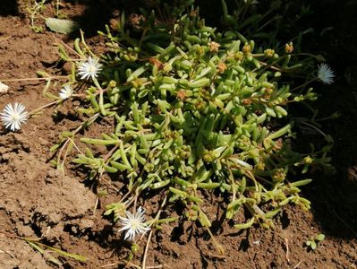 Delosperma?