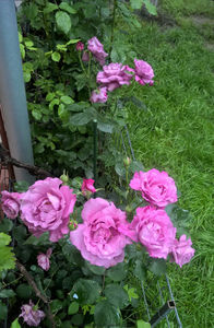 valynedelcu@yahoo.com rose.0123; Blue Queen ...2019
