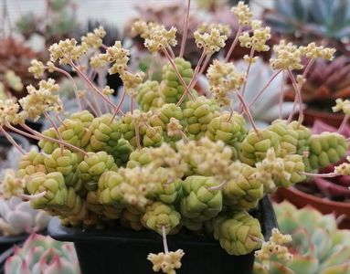Crassula marchandii