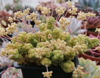 Crassula marchandii