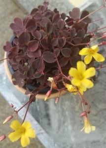 Oxalis spiralis vulcanicola zinfandel