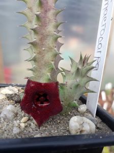 Huernia microcarpa