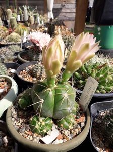 Gymnocalycium horstii