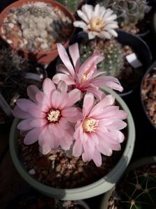 Gymnocalycium Quehlianum