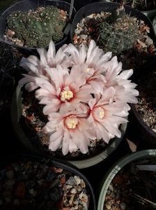 Gymnocalycium  sp.