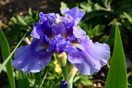 P1460740_24.04.19 primul iris mediu