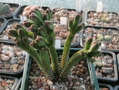 Crassula pyramidalis