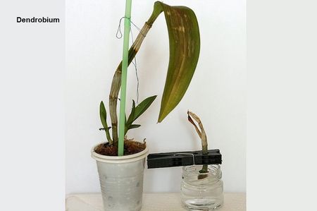 10.08.19; Prima fertilizare
