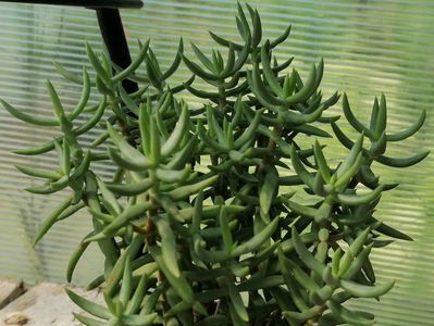 Crassula tetragona