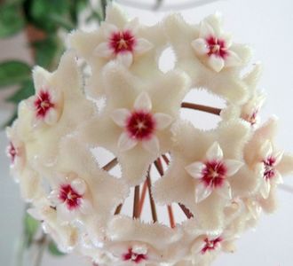 hoya mathilde serpens parfumata