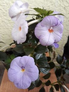 ...cu Fontaine Bleue, nu prea bleu, in spate...