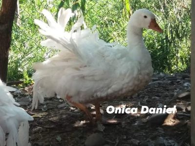 O adiere de vânt
