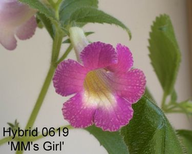 MM_s Girl