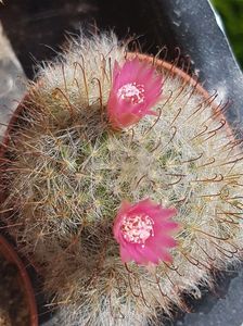 Mammillaria bocasana