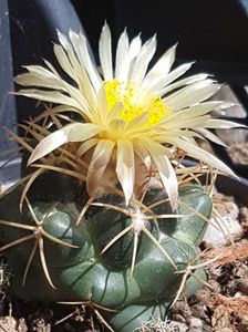 Coryphanta sulcolanata