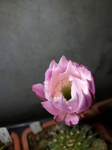 ; Echinopsis eyriesii, inflorescenta incipienta
