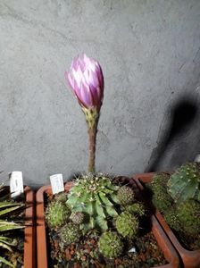 ; Echinopsis eyriesii
