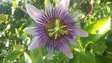 Passiflora Florelia