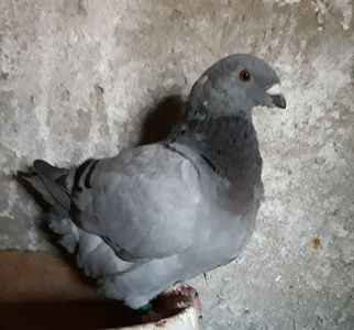 Vandut