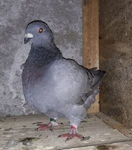 Vandut