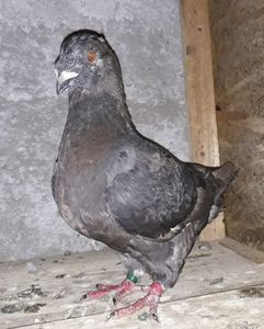 Vandut