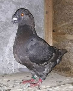 Vandut