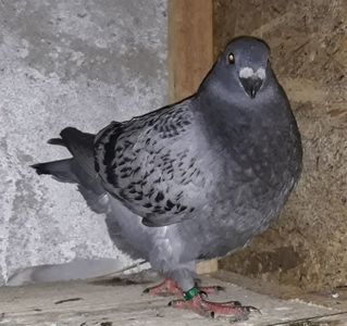 Vandut