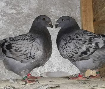 Vanduti