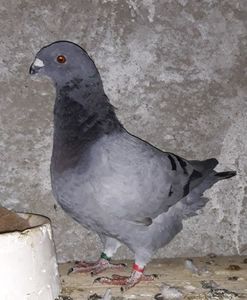 Vandut