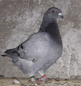 Vandut
