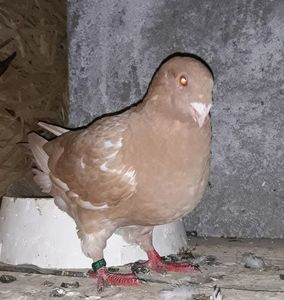 Vandut