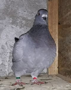 Vandut