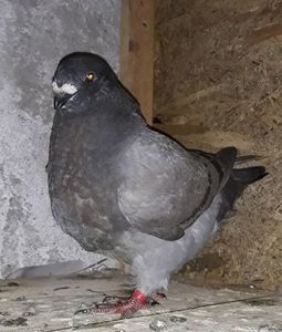 Vandut