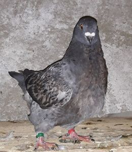Vandut