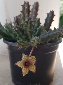 Huernia hystrix var. nova