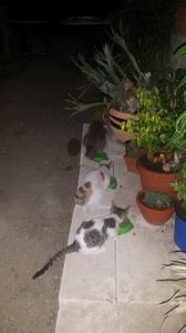 trei mate si un arici