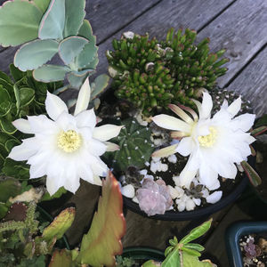 Echinopsis Dominos