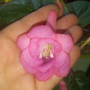 Sinningia MG's Nashwa