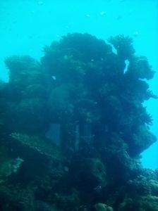 ; "Plutind" printre vietati submarine si corali !!
