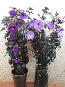 ...cu Crowning Day - dreapta...