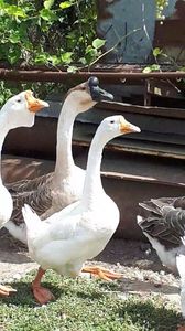 VideoCapture_20190818-183544