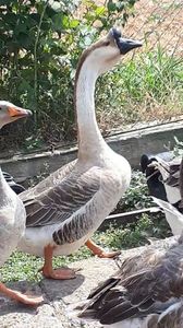 VideoCapture_20190818-183547