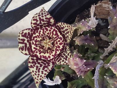 Stapelia variegata-varianta harnica anul asta