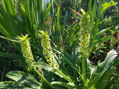 Eucomis