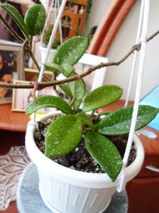 Hoya carnosa cv arcada