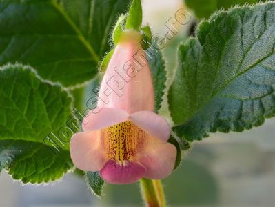 Sinningia HCYs Perfumer