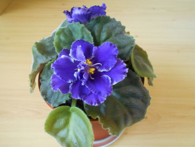 Letnie Sumerki