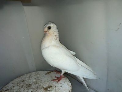 7029  femelă  2019_1