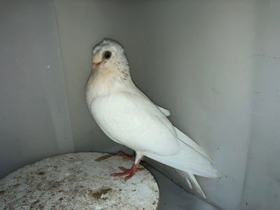 7029  femelă  2019_3