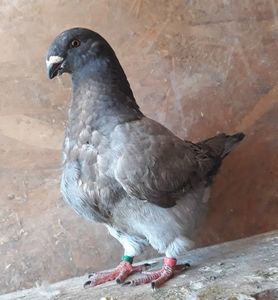 Vandut